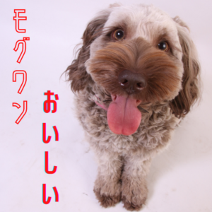 モグワンおいしい