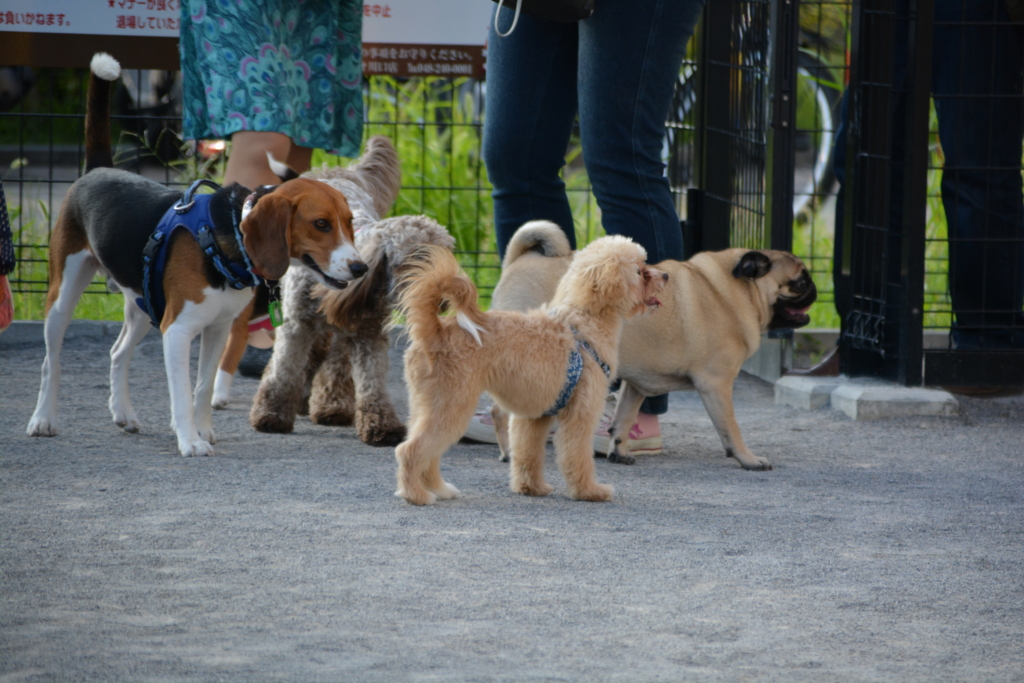 犬の賑わい