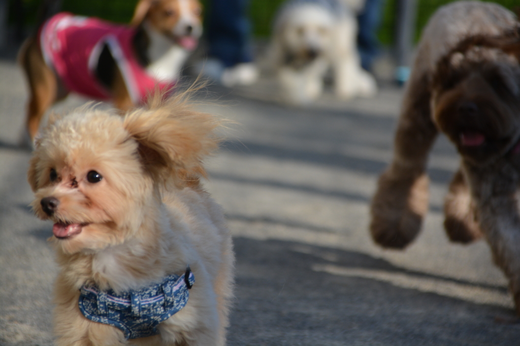 かわいい犬を追いかけるAL