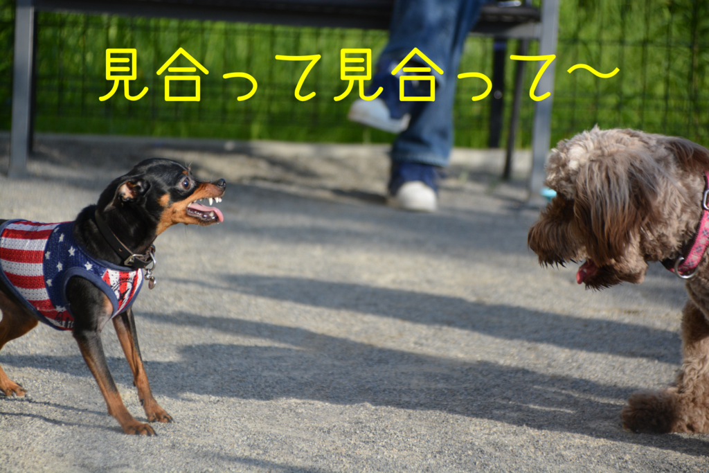 見合う犬