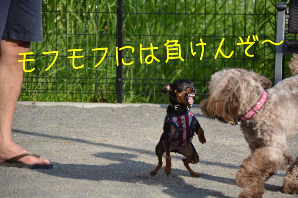 勇敢な犬