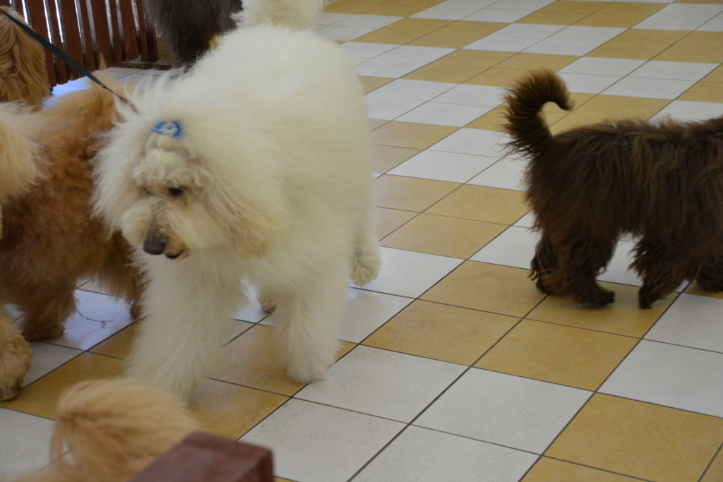 ALの看板犬フレッド君