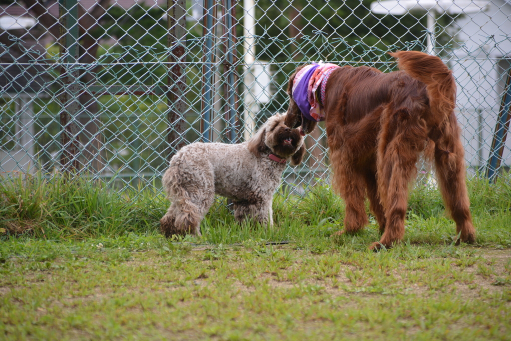 大きい犬にビビるAL